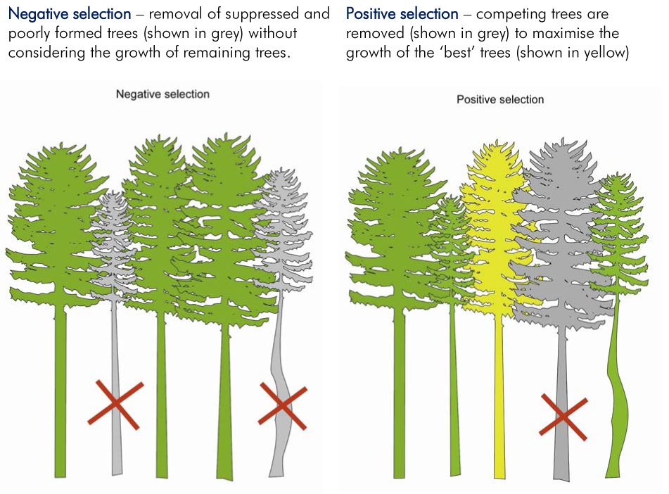 The underlying silvicultural principles which make up good thinning practice and guidance on applying thinning in the most common situations of forest management